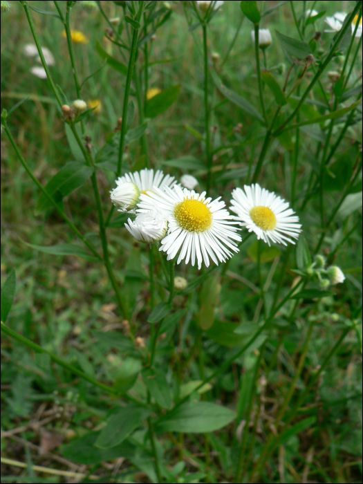 Aster salignus Willd