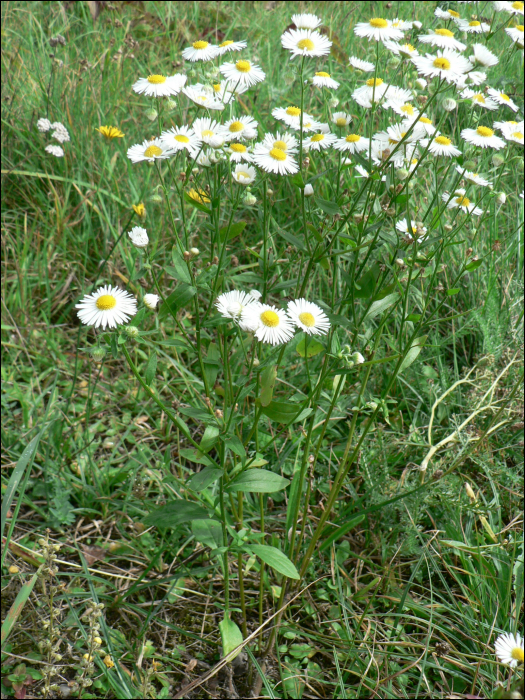 Aster salignus Willd