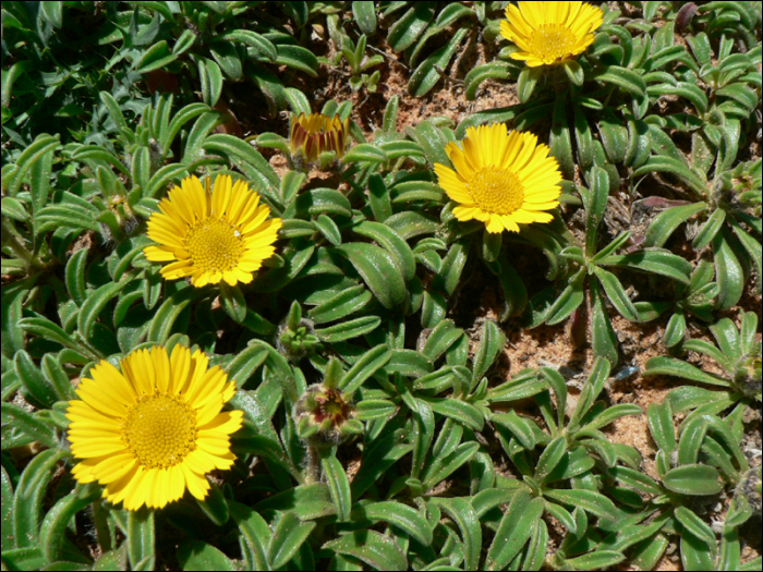 Asteriscus maritimus