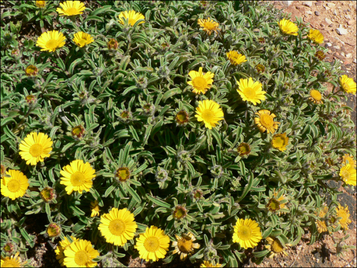 Asteriscus maritimus