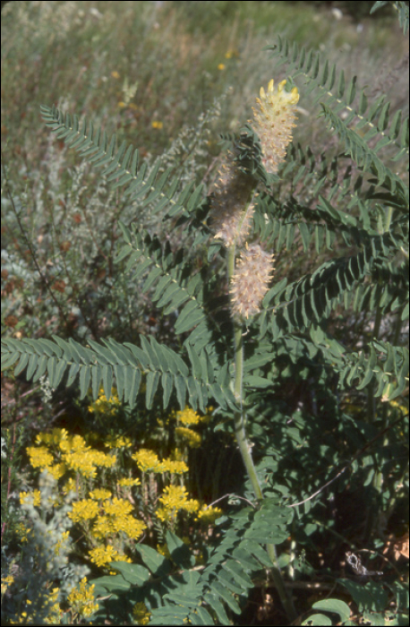 Astragalus alopecurus Pallas (=A. centro-alpinus)