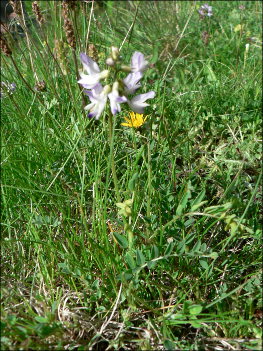 Astragalus alpinus L.