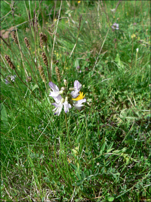 Astragalus alpinus L.