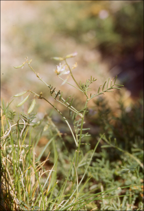 Astragalus austriacus Jacq