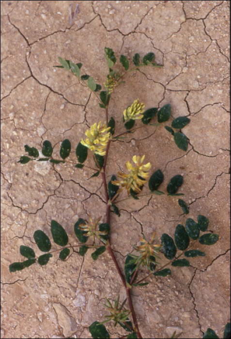 Astragalus glycyphyllos L.