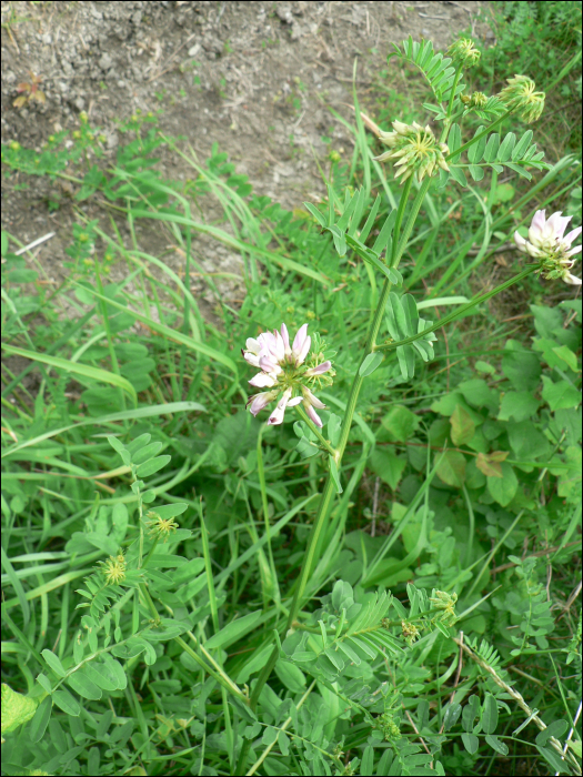 Astragalus glycyphyllos L.