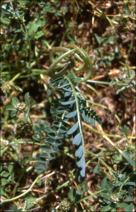 Astragalus hamosus