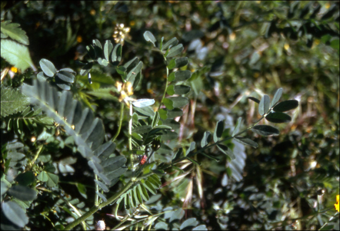 Astragalus hamosus