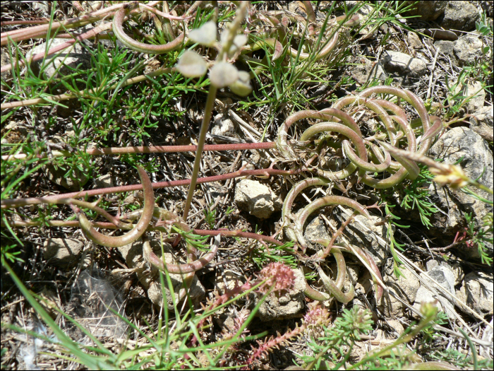 Astragalus hamosus