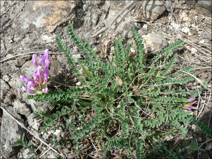 Astragalus monspessulanus L.