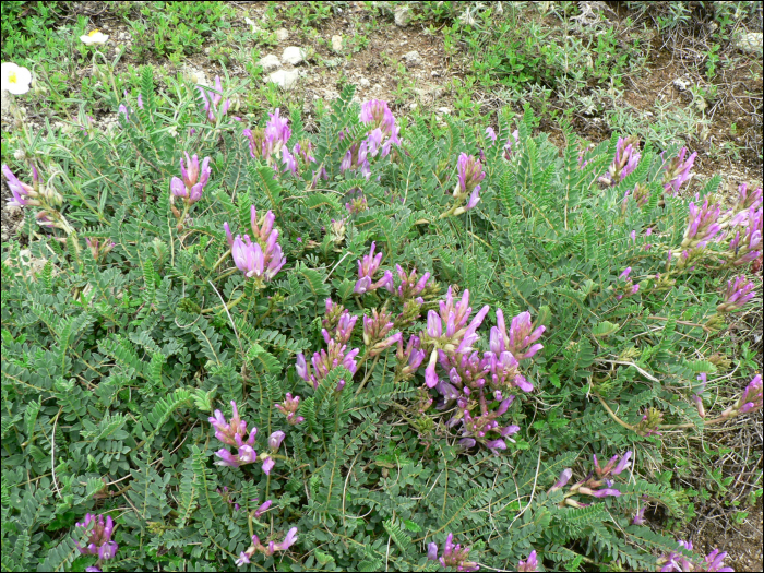 Astragalus monspessulanus L.