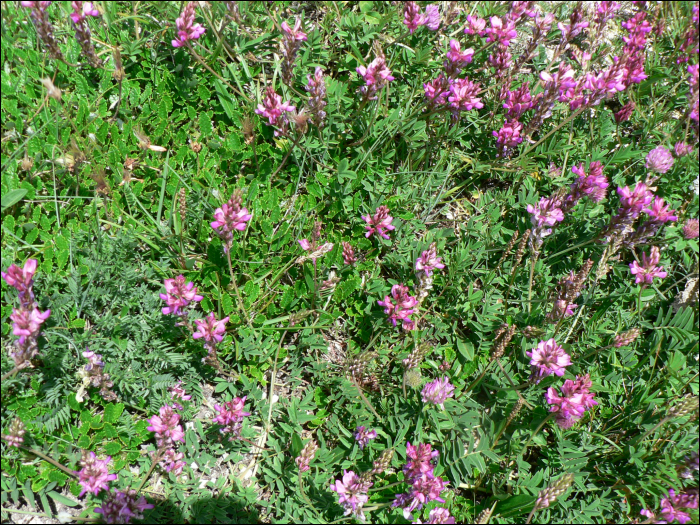 Astragalus monspessulanus L.