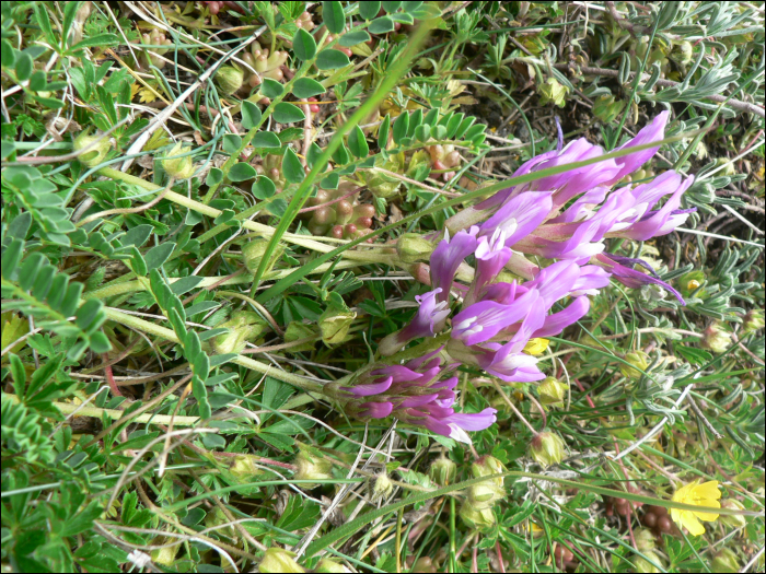 Astragalus monspessulanus L.