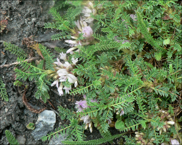 Astragalus sempervirens Lam.