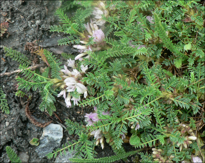 Astragalus sempervirens Lam.