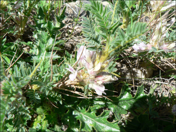 Astragalus sempervirens Lam.