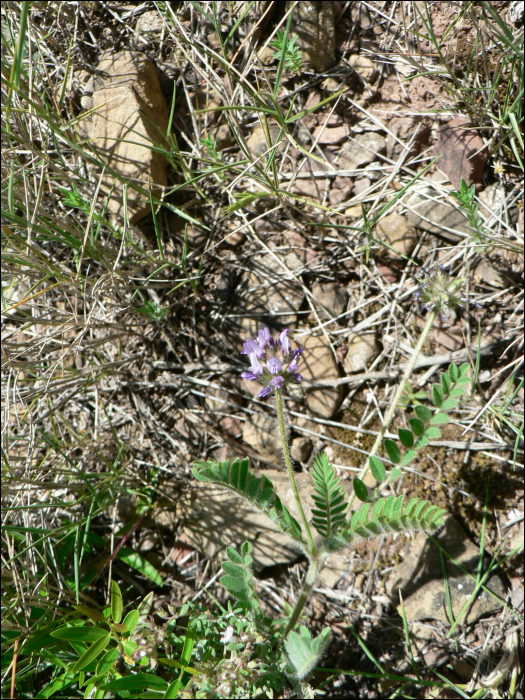 Astragalus stella (=A. stellatus)