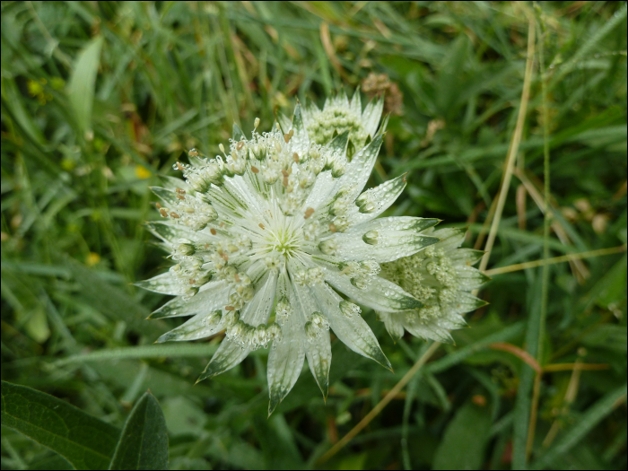 Astrantia major L.