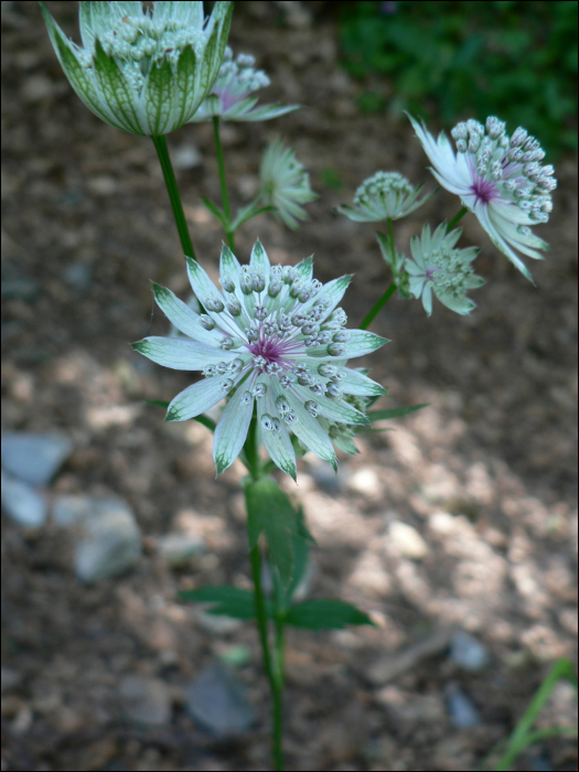 Astrantia major L.