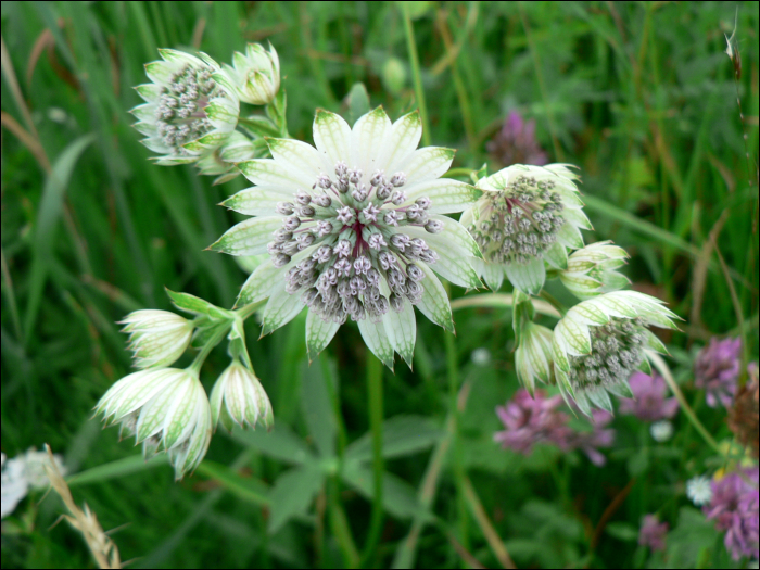 Astrantia major L.