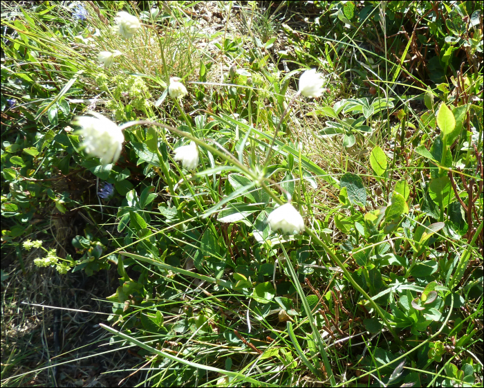 Astrantia minor