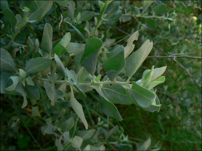 Atriplex alimus