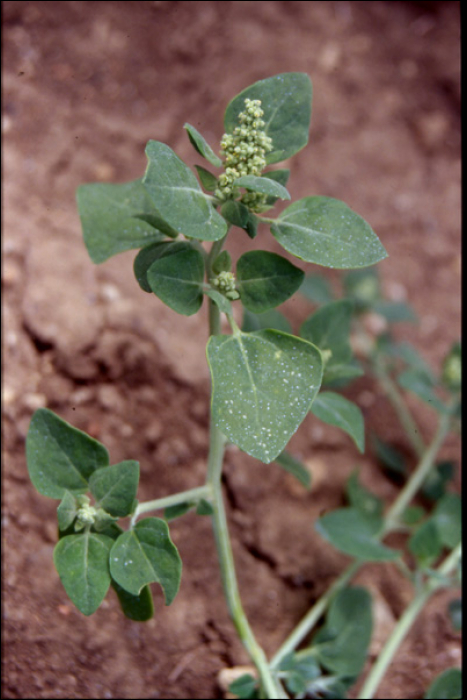 Atriplex patula L.