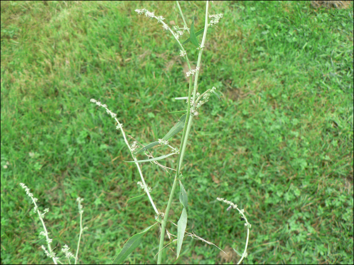 Atriplex patula L.