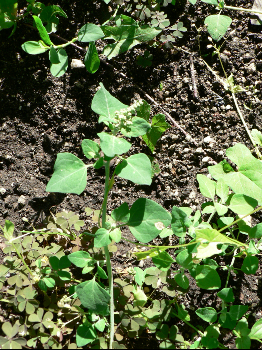 Atriplex patula L.