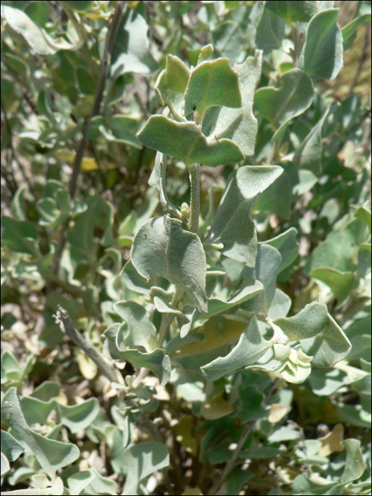 Atriplex portulacoides