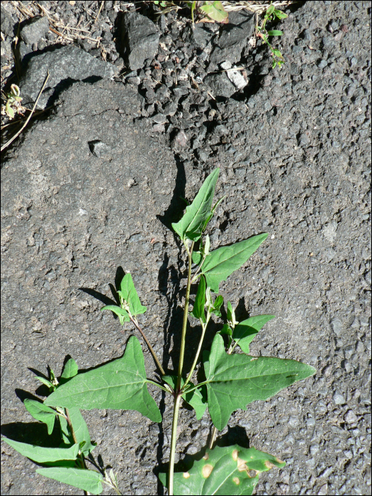 Atriplex prostata DC (=A. hastata)