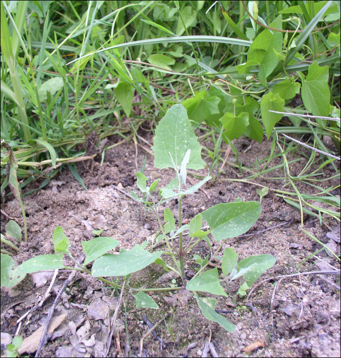 Atriplex prostata DC (=A. hastata)