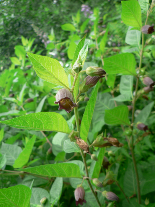 Atropa belladonna L.