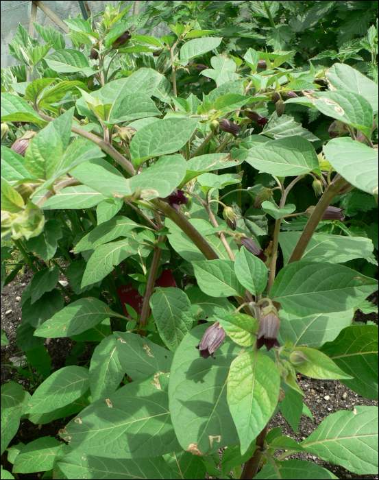 Atropa belladonna L.