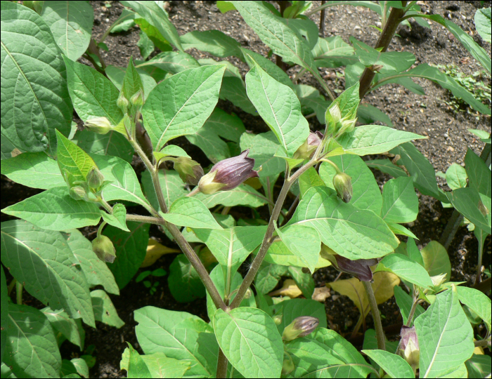 Atropa belladonna L.