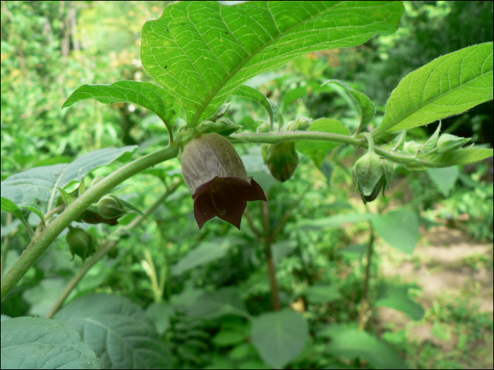 Atropa belladonna L.