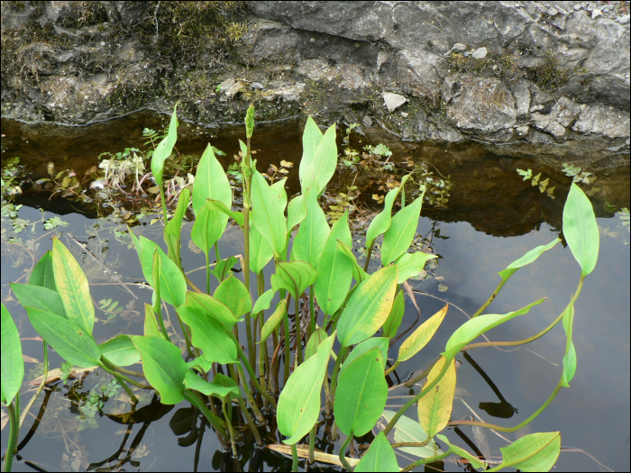 Baldellia ranunculoides