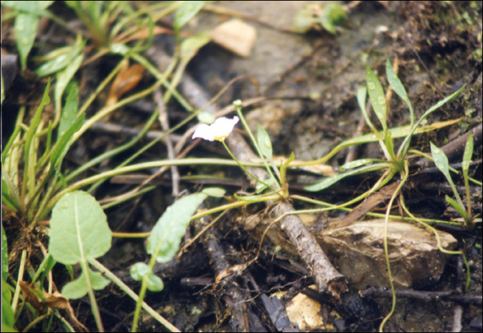 Baldellia ranunculoides