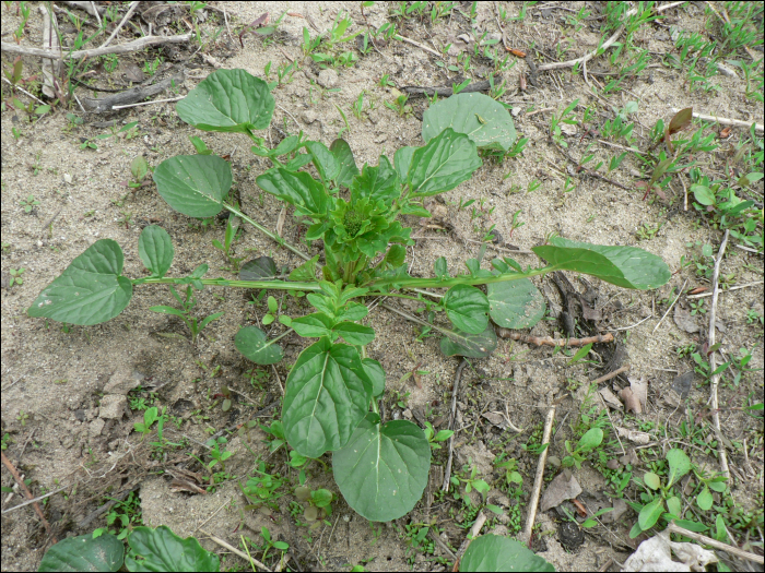 Barbarea vulgaris R. Br.