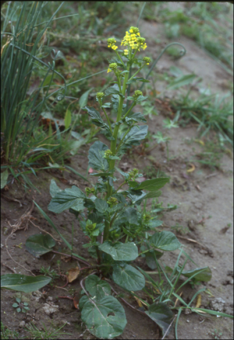 Barbarea vulgaris R. Br.