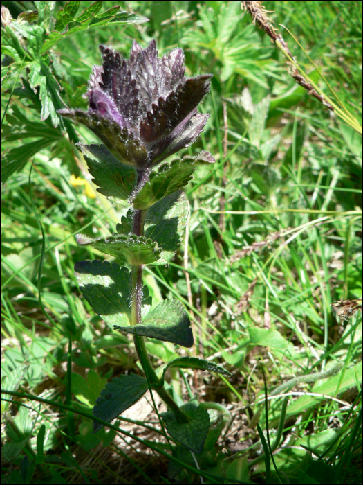 Bartsia alpina L.