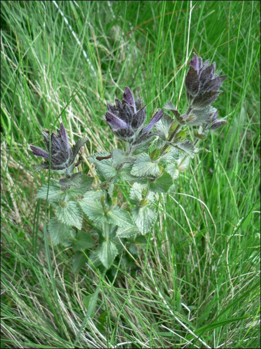 Bartsia alpina L.