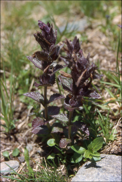 Bartsia alpina L.