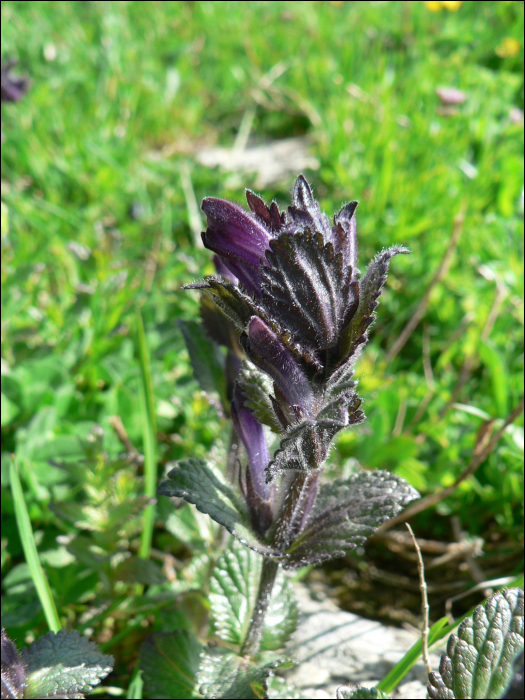 Bartsia alpina L.