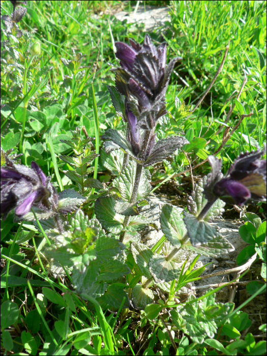 Bartsia alpina L.