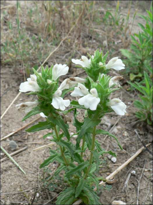 Bellardia trixago