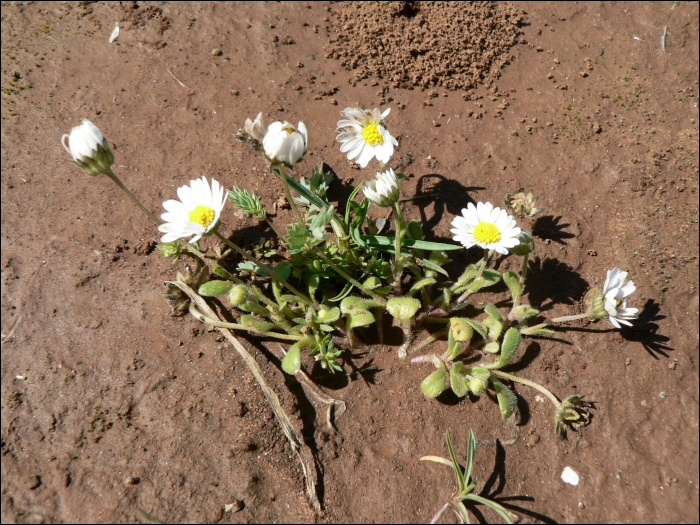 Bellis annua