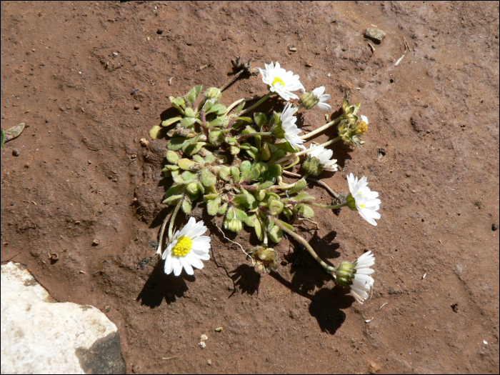 Bellis annua