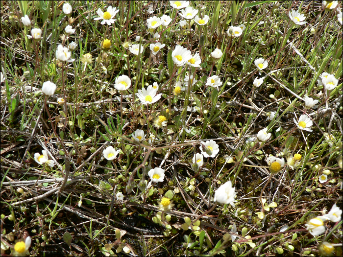 Bellis annua