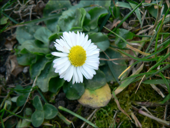 Bellis perennis L.